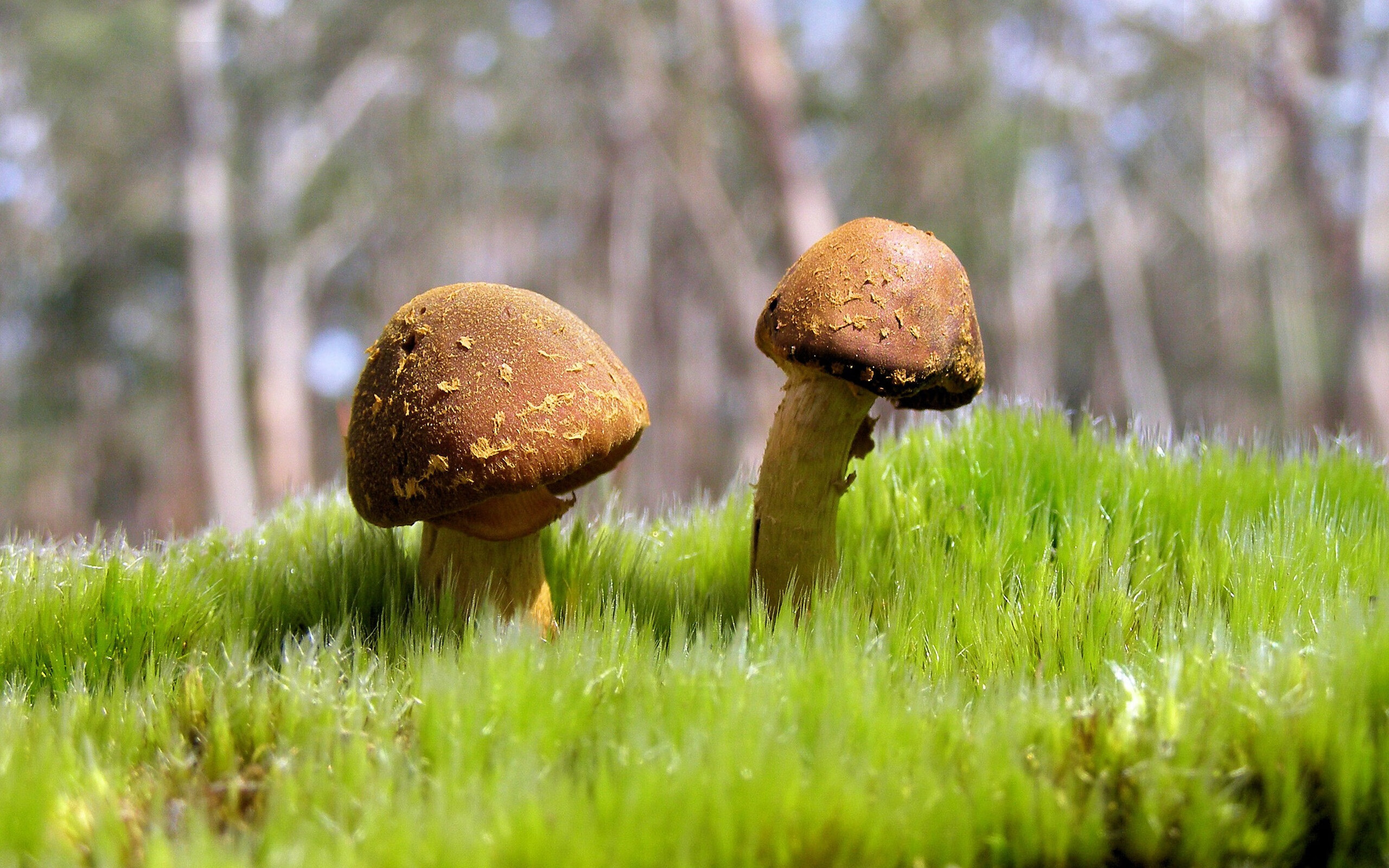 体育科研成果产业化项目，体育科研成果产业化项目申报