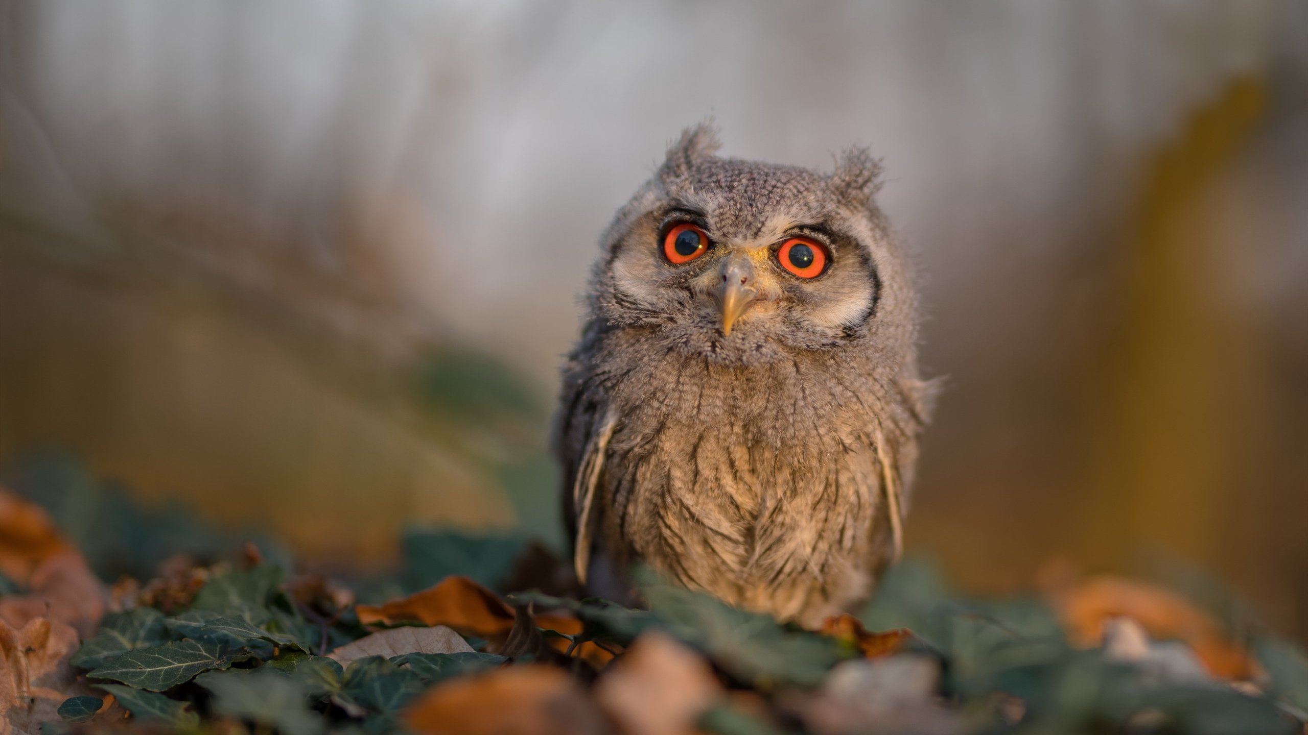 体育课程资源共享平台建设与区域协调发展研究，学校体育资源共享